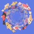 School of koi carps