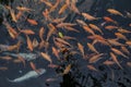 A school of Koi fish, swimming near the water surface in a pond at the Tirta Empul water temple, Bali, Indonesia Royalty Free Stock Photo