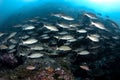 School of long-nosed emperor fish in Andaman Sea Royalty Free Stock Photo