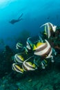 A school of longfin banner fish