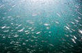 A school of baitfish under a pier in Florida.