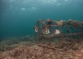 A school of Atlantic Spadefish under a pier in Florida.