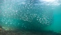 A school of baitfish under a pier in Florida.