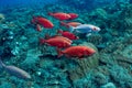 School of lunar-tailed bigeye fish swimming around the corals in the clear sea water