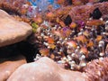 Anthias fish over the coral reef