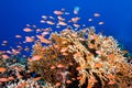 A school of Lyretail anthias