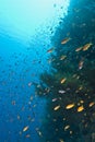 School of Lyretail anthias on a tropical reef