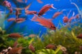 School of Lyretail cichlids swimming inside fishtank