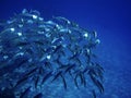 Sea ocean deep underwater fish school group life coral reef water background shoal under blue color scuba diver nature marine