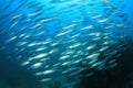 School of Mackerel Fish Royalty Free Stock Photo