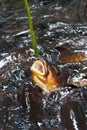 A school of Mahseer Barb fish in National Park, Royalty Free Stock Photo