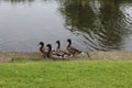 A school of mallard ducks walking along the Leeds and Liverpool canal. Royalty Free Stock Photo