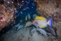 A school of mangrove jack and surgeonfish Royalty Free Stock Photo