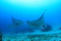 School of manta rays