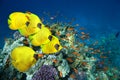 School of Masked Butterfly Fish Royalty Free Stock Photo