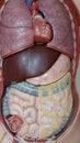 schoolmodel of human organs Royalty Free Stock Photo