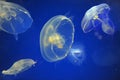 School of Moon Jellyfish Royalty Free Stock Photo