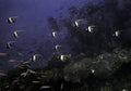 A school of Moorish Idols passing along the side of a ship wreck