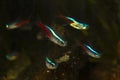 School of Neon tetra Paracheirodon innesi aquarium fish Royalty Free Stock Photo