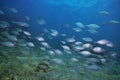 School of New Zealand trevally Royalty Free Stock Photo