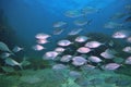 School of New Zealand trevally Royalty Free Stock Photo