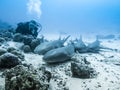 A school of nurse sharks and a diver behind them relax on the sandy bottom of the Indian Ocean Royalty Free Stock Photo