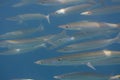 School of Obtuse barracuda (Sphyraena obtusata) in Andaman sea