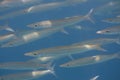 School of Obtuse barracuda (Sphyraena obtusata) in Andaman sea Royalty Free Stock Photo