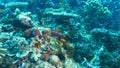 School of orange anthias fish at a coral reef in fiji Royalty Free Stock Photo