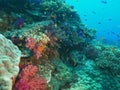 School of orange anthias fish and soft coral at rainbow reef in fiji Royalty Free Stock Photo