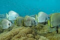 A School of Orbicular Batfish in Palau Royalty Free Stock Photo
