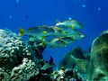 School of Oriental Sweetlips or Gruntfish Royalty Free Stock Photo