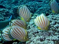 School of Ornate Butterfly Tropical Fish Eating on Coral