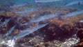 School of photo needlefish or Belonidae hunting on a coral reef. Snorkeling scuba and diving background. Underwater