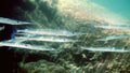 School of photo needlefish or Belonidae hunting on a coral reef. Snorkeling scuba and diving background. Underwater