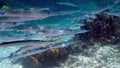 School of photo needlefish or Belonidae hunting on a coral reef. Snorkeling scuba and diving background. Underwater