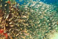 School of pigmy sweeper fish