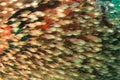 School of pigmy sweeper fish