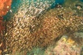 School of pigmy sweeper fish