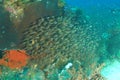 School of pigmy sweeper fish