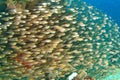 School of pigmy sweeper fish