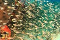 School of pigmy sweeper fish