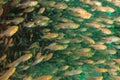 School of pigmy sweeper fish