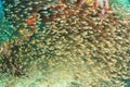 School of pigmy sweeper fish