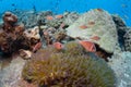 School of pink anemonefish Amphiprion perideraion in an anemon