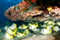 School of Porkfish Royalty Free Stock Photo