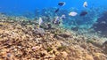 school of Powder blue Surgeonfish swimming in beautiful coral reef of Surin island national park, Phang nga, Thailand