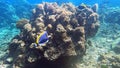 school of Powder blue Surgeonfish swimming in beautiful coral reef of Surin island national park, Phang nga, Thailand Royalty Free Stock Photo