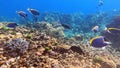 school of Powder blue Surgeonfish swimming in beautiful coral reef of Surin island national park, Phang nga, Thailand Royalty Free Stock Photo