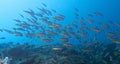 School of Red Fusiliers Reef Fish off Padre Burgos, Leyte, Philippines Royalty Free Stock Photo